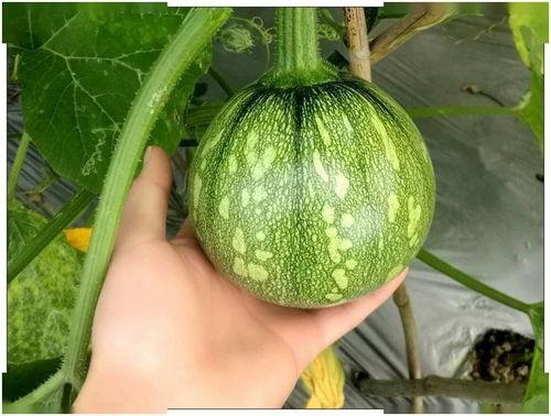 曲小檀吃瓜,揭秘娱乐圈背后的秘密  第1张